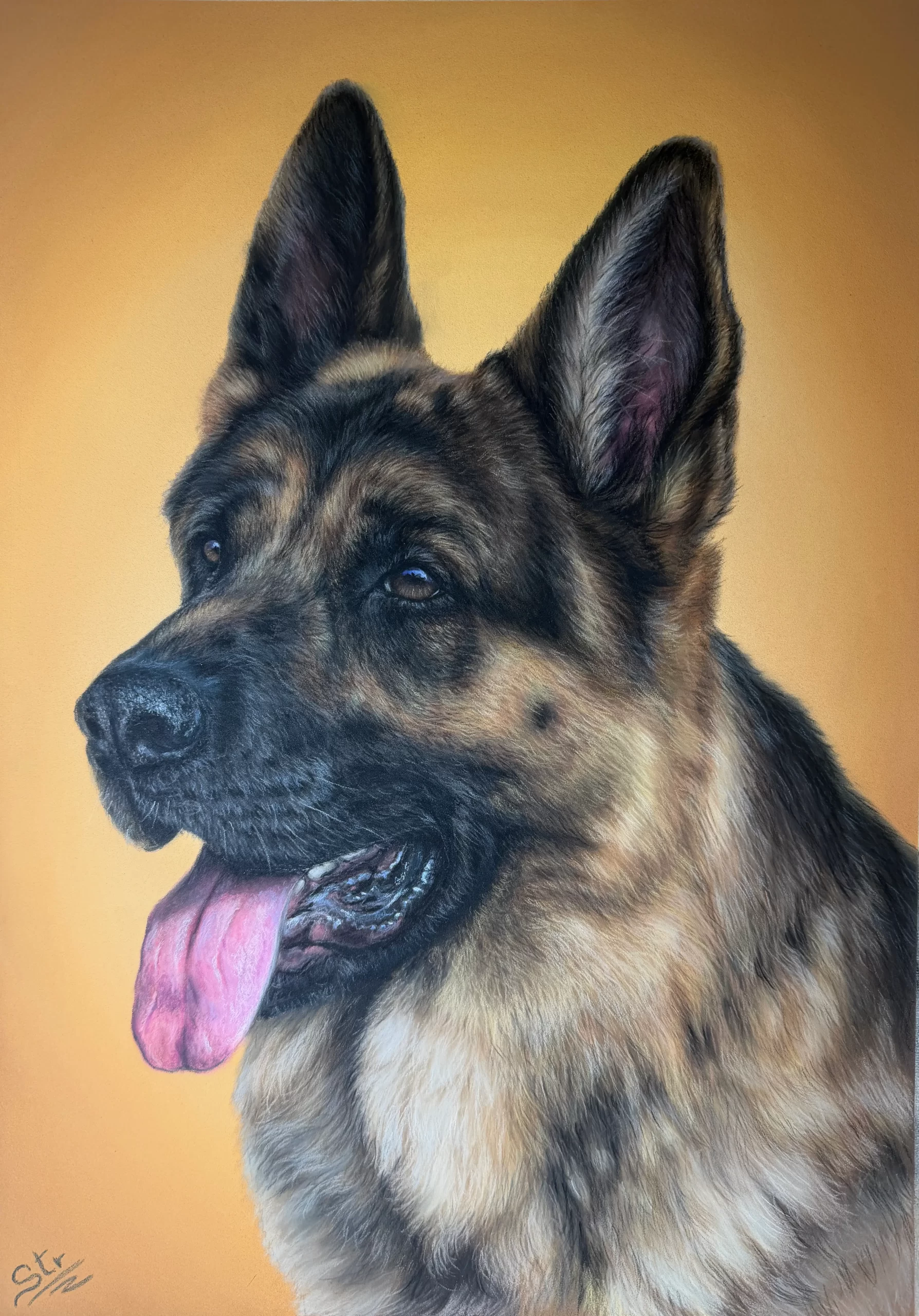 Ejercicio retrato de Pastor Alemán